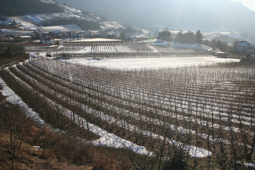 badia_35.jpg - Vigneti a Montagna (BZ).